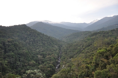 Mata Atlantica_Serra do Mar_1a.jpg